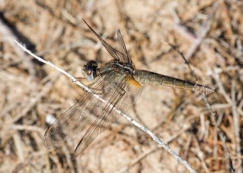 Da determinare: Crocothemis erythraea, femmina